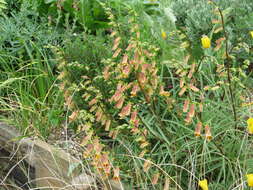 Imagem de Digitalis obscura L.