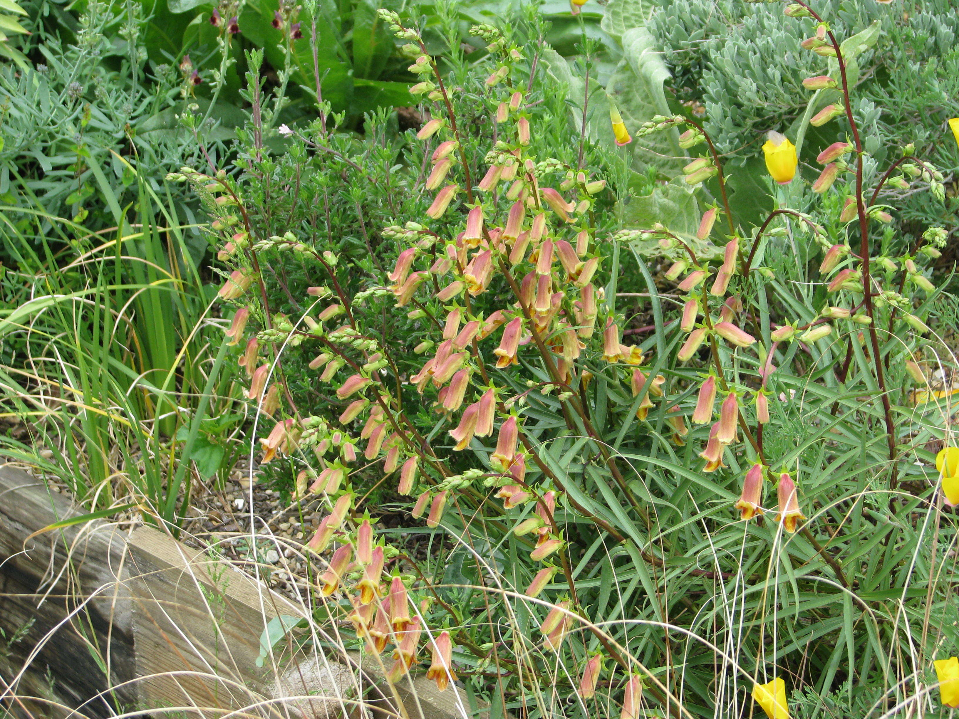 Imagem de Digitalis obscura L.