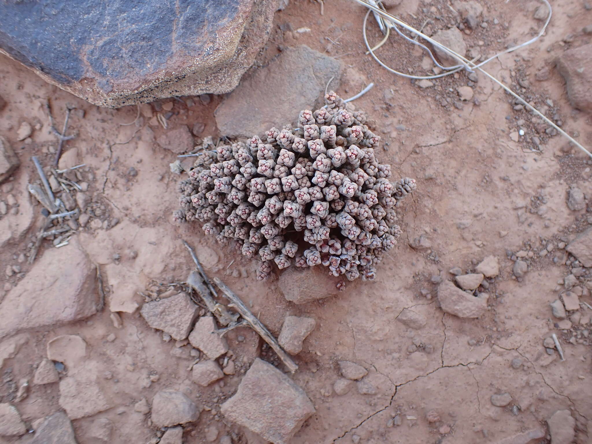 Image of Crassula corallina Thunb.