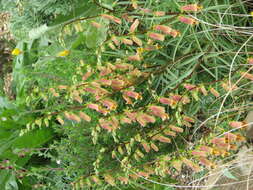 Image de Digitalis obscura L.