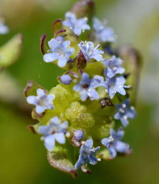 Image of Valerianella costata (Stev.) Betcke