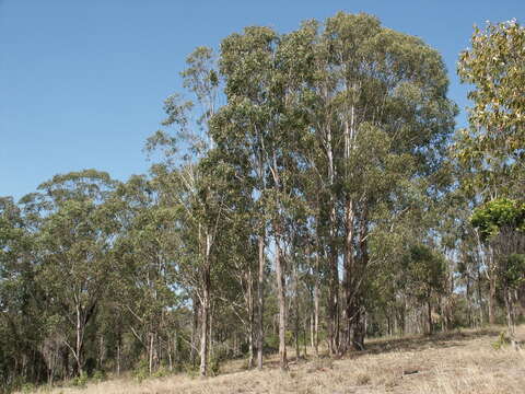 Imagem de Eucalyptus moluccana Roxb.