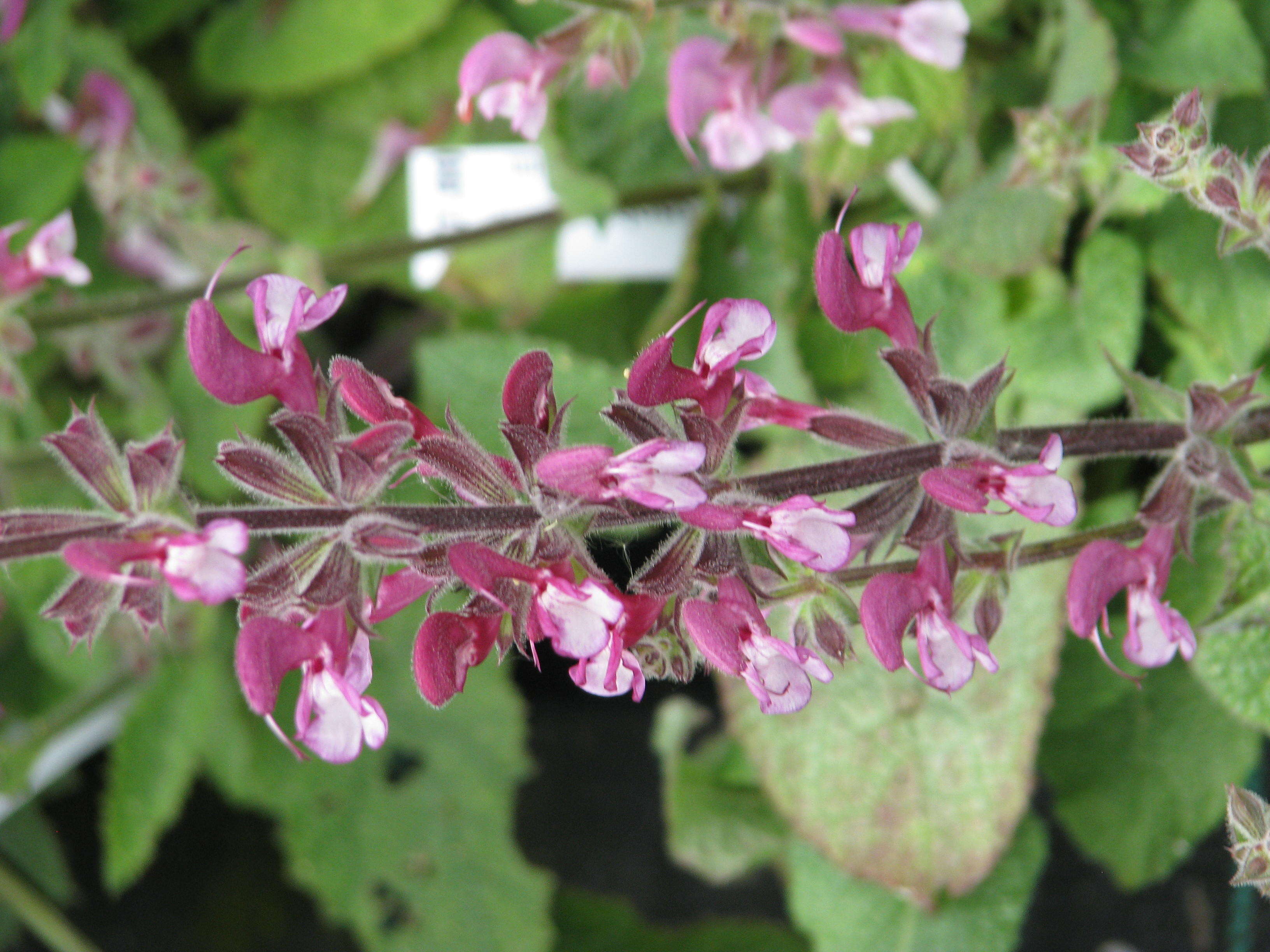 Image of Jerusalem salvia