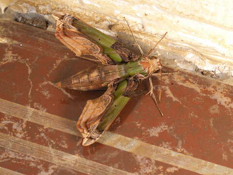 Image de Eupanacra busiris (Walker 1856)