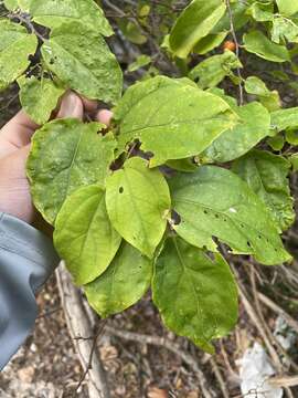 Celtis iguanaea (Jacq.) Sarg. resmi