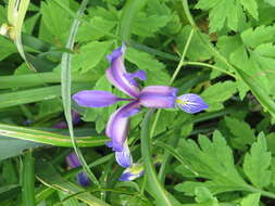 Image of Iris graminea L.