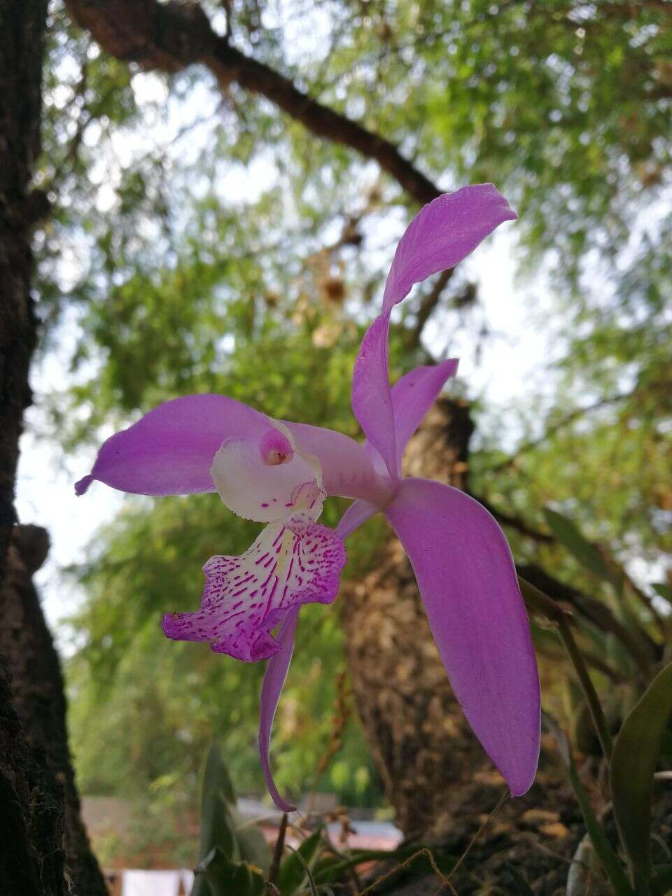 Слика од Laelia speciosa (Kunth) Schltr.