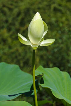 Image of American lotus