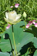 Image of American lotus