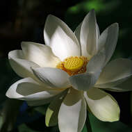 Image of American lotus