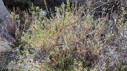 Image de Epilobium canum subsp. latifolium (Hook.) P. H. Raven