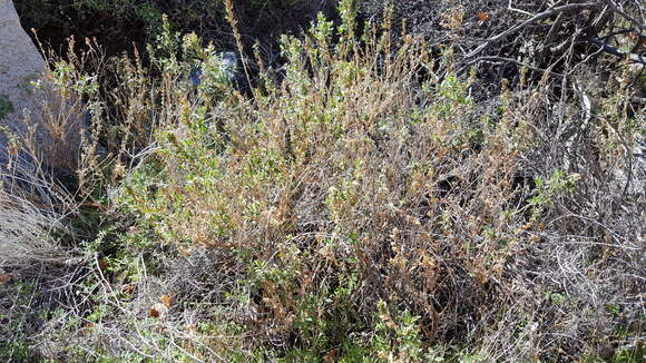 Imagem de Epilobium canum subsp. latifolium (Hook.) P. H. Raven