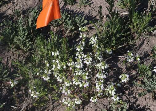 Image of San Diego thorn-mint