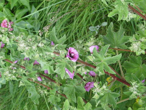 Imagem de Malva arborea (L.) Webb & Berth.