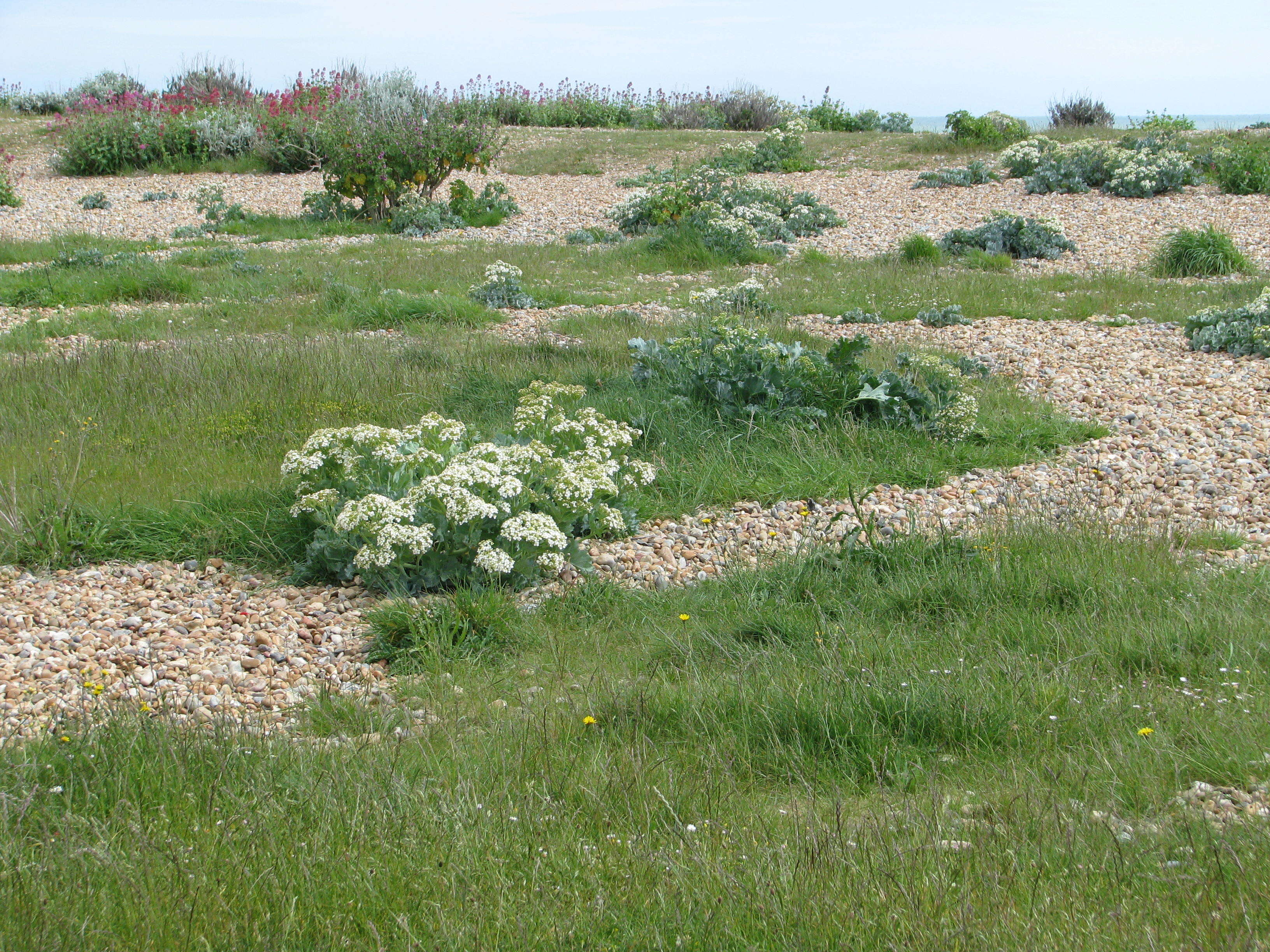 Image of sea kale