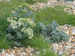 Image of sea kale