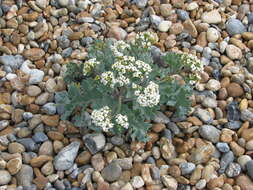 Image of sea kale