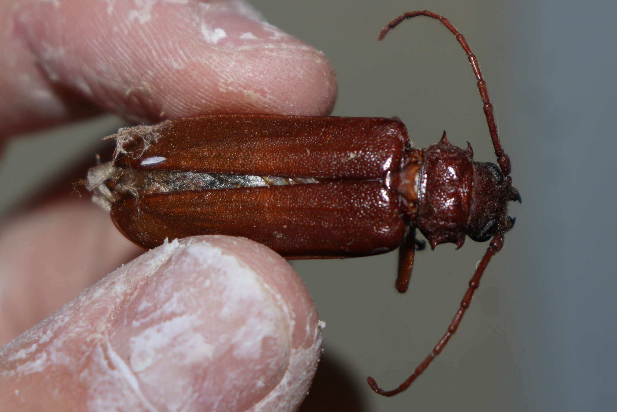 Image of Cacodacnus planicollis (Blackburn 1895)