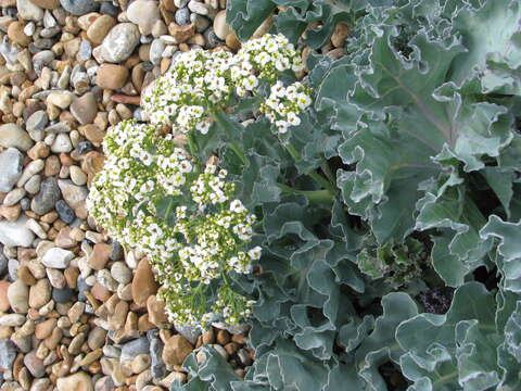 Image of sea kale