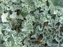 Image of sea kale