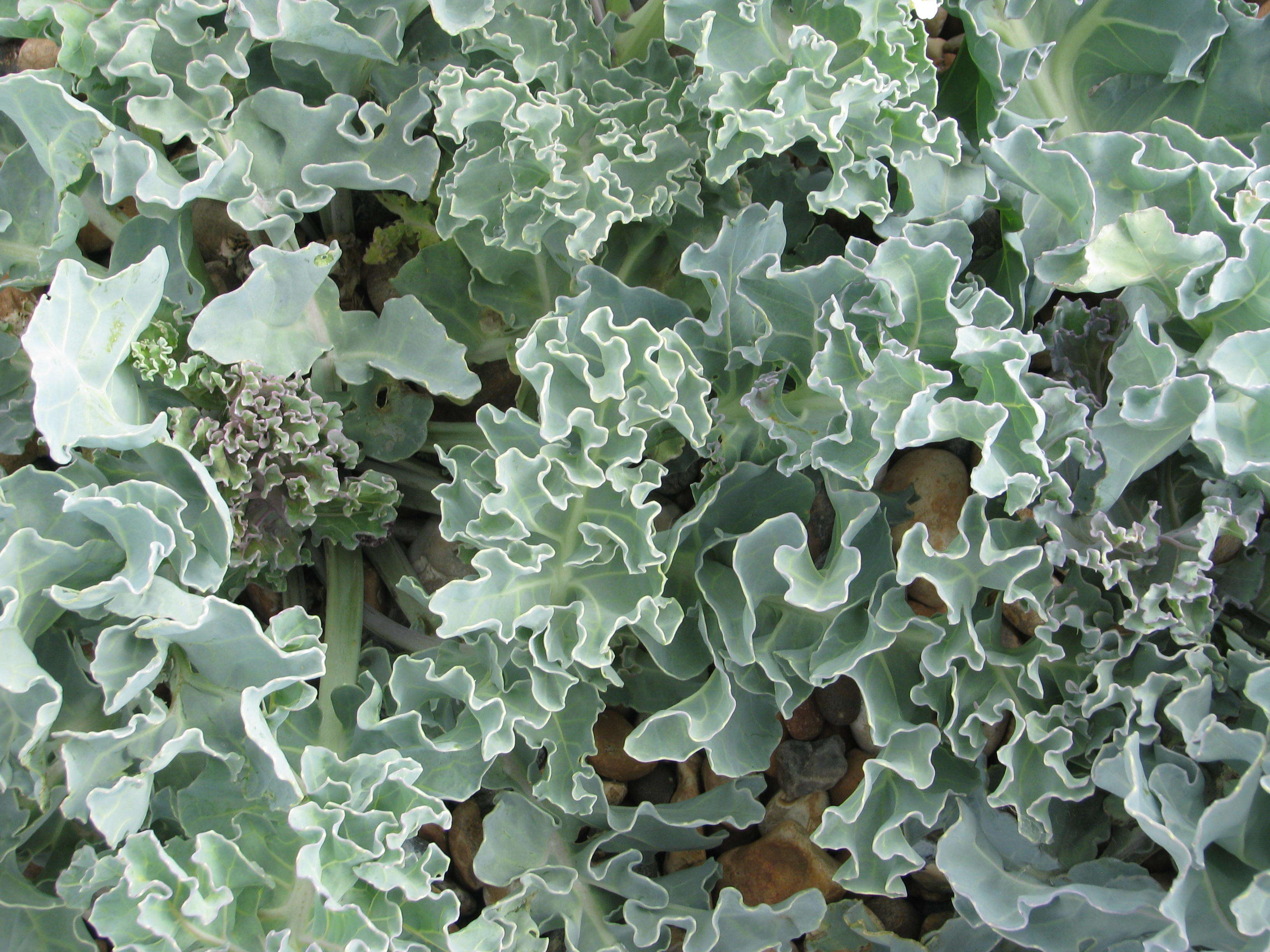 Image of sea kale