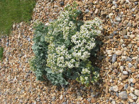 Image of sea kale