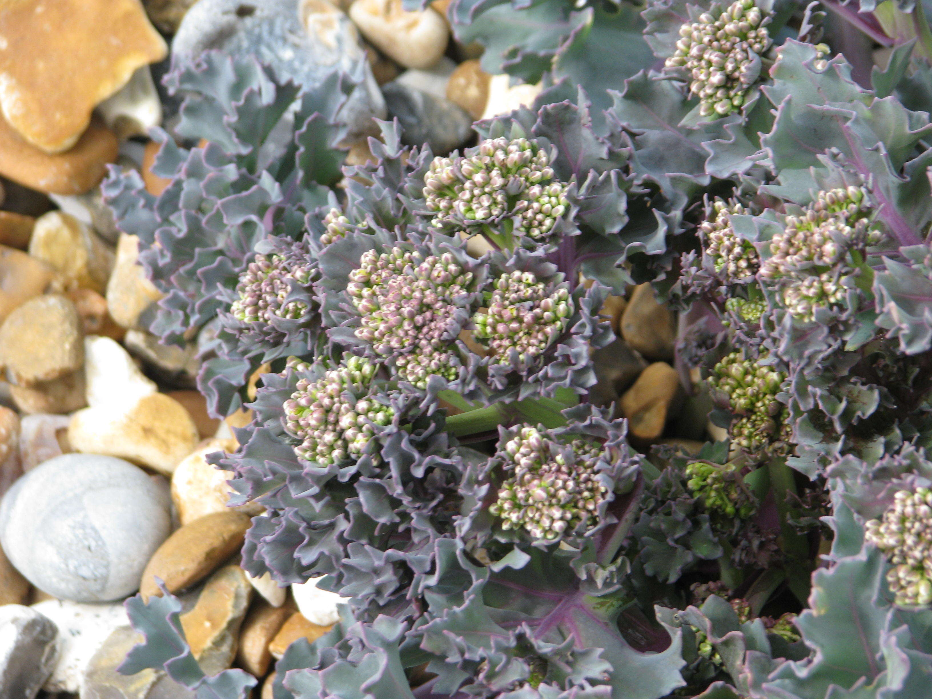 Image of sea kale