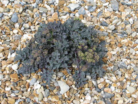 Image of sea kale