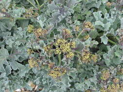 Image of sea kale