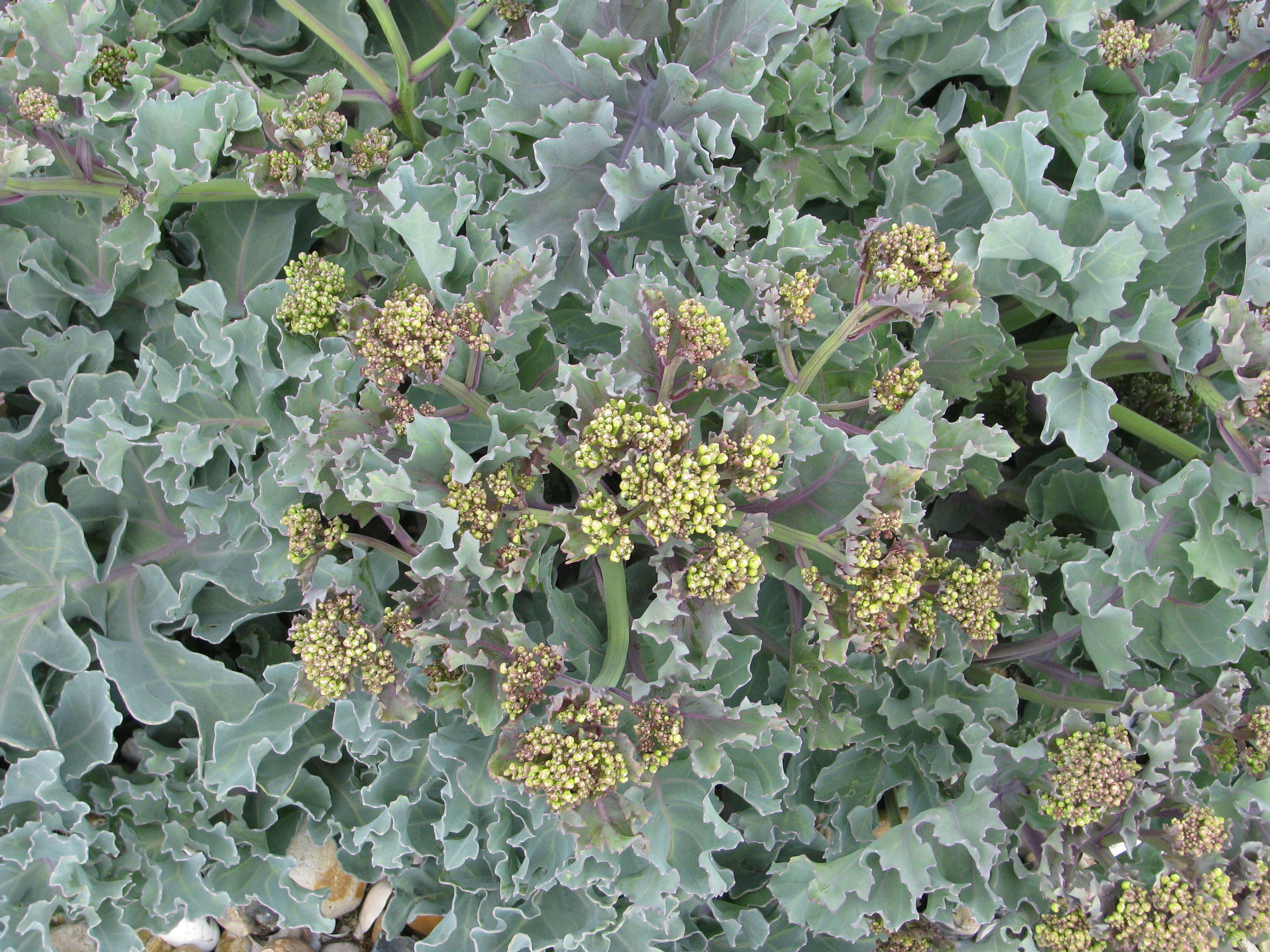 Image of sea kale