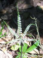 Image of Adiantopsis radiata (L.) Fée