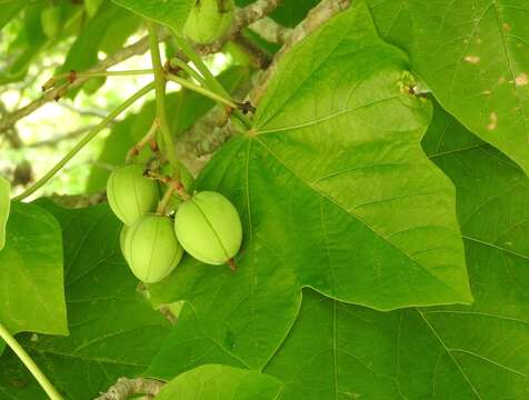 Image of Barbados nut