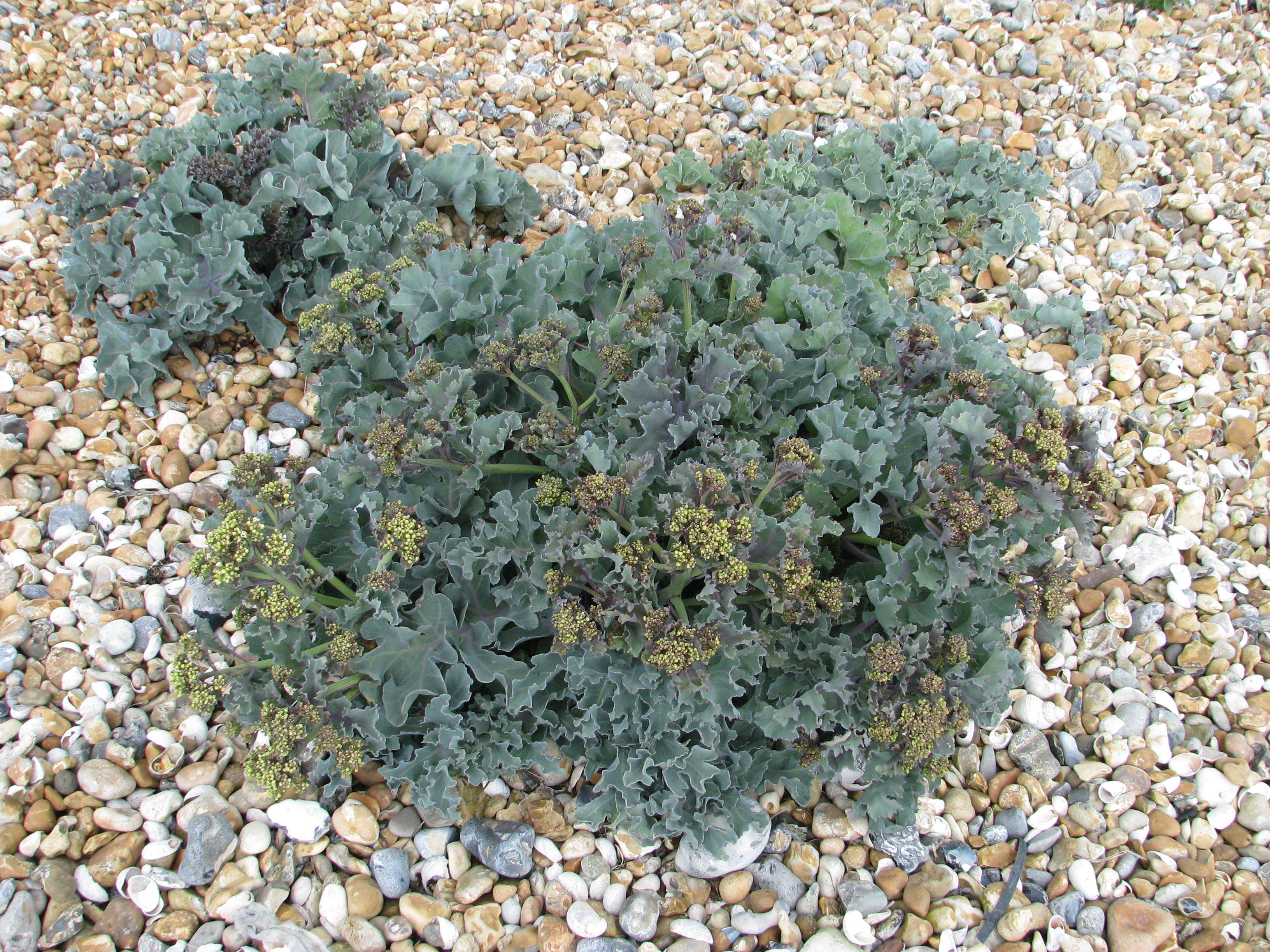 Image of sea kale