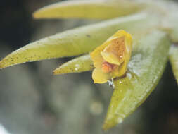 صورة Oxystophyllum