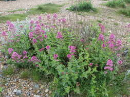 Image of Red Valerian