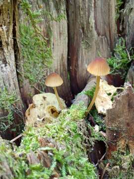 Image of Mycena viridimarginata P. Karst. 1892