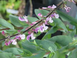 Image of Jerusalem salvia