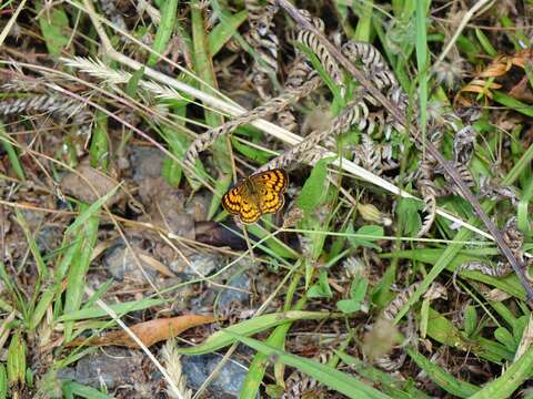 Image of Lycaena salustius (Fabricius 1793)