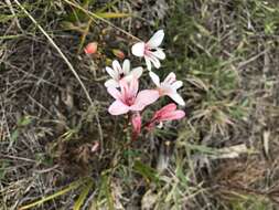 Image of Tritonia cooperi (Baker) Klatt