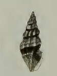 Image of Clavus humilis (E. A. Smith 1879)