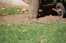 Image of Pin-tailed Whydah