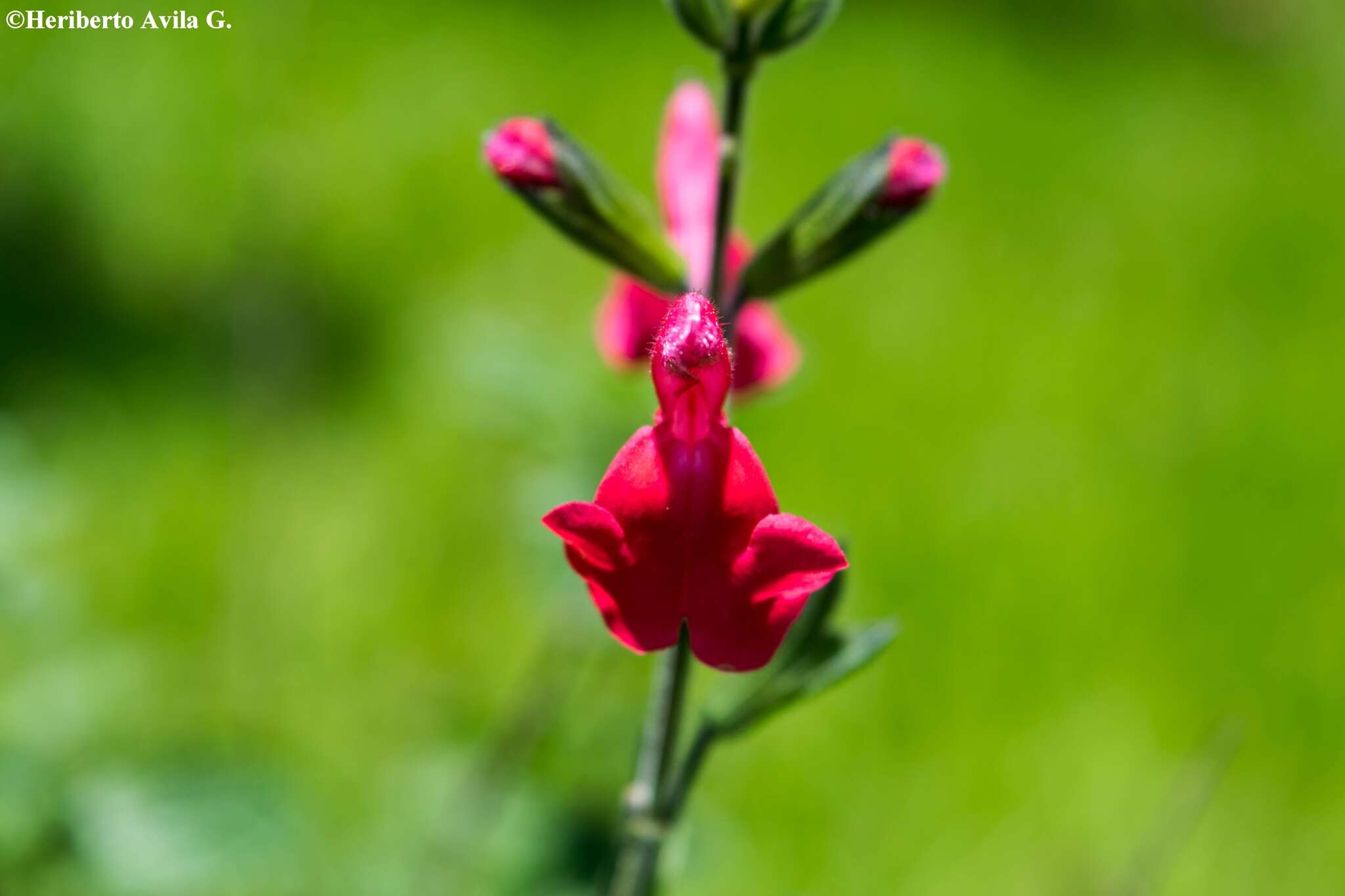 Salvia microphylla Kunth resmi