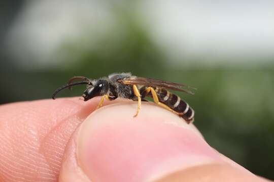 Image of Halictus simplex Blüthgen 1923