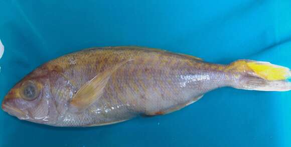 Image of Gold-tailed jobfish