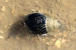 Image of Nassarius pullus (Linnaeus 1758)