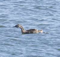 Image of Podiceps major navasi Manghi 1984