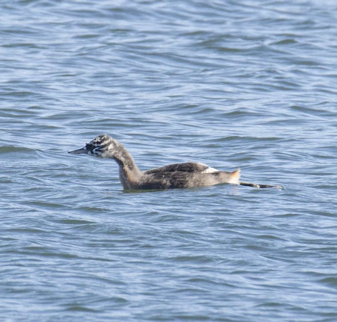 Image of Podiceps major navasi Manghi 1984