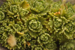 Image of Saxifraga exarata subsp. exarata