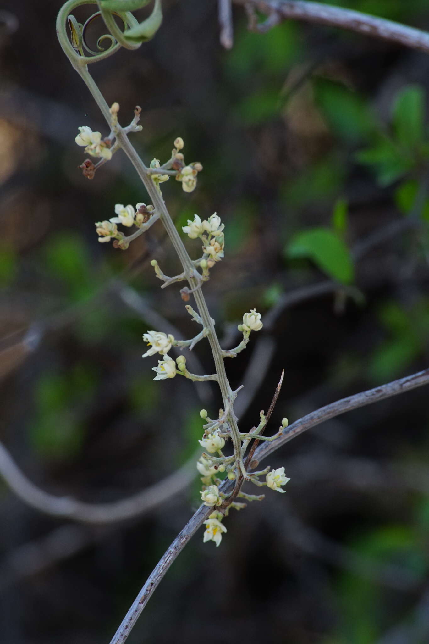 Image of Serjania palmeri S. Wats.