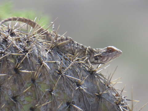 Image of Sceloporus spinosus Wiegmann 1828